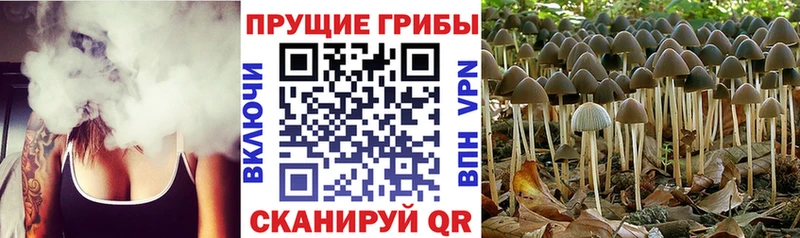 Галлюциногенные грибы ЛСД  дарнет шоп  shop состав  Архангельск 